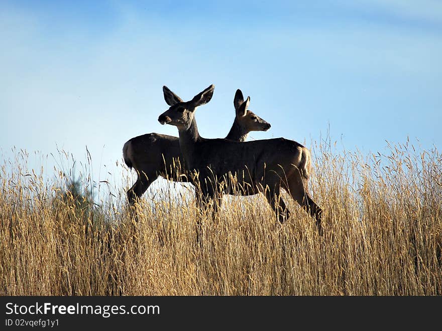 Deer observation on a mountain range.