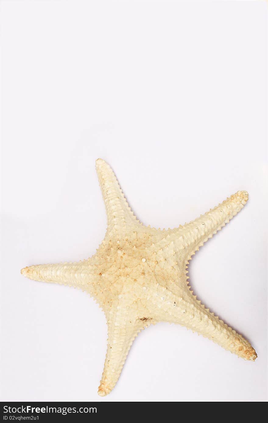 The starfish on white background