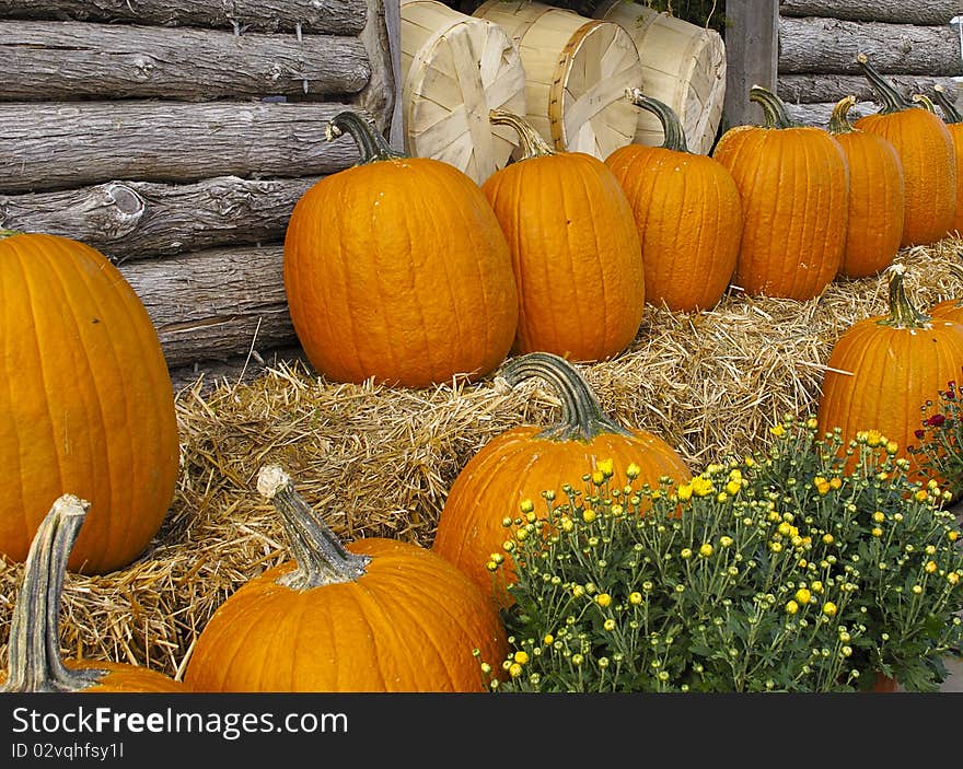 Pumpkins on display outside log barn. Pumpkins on display outside log barn