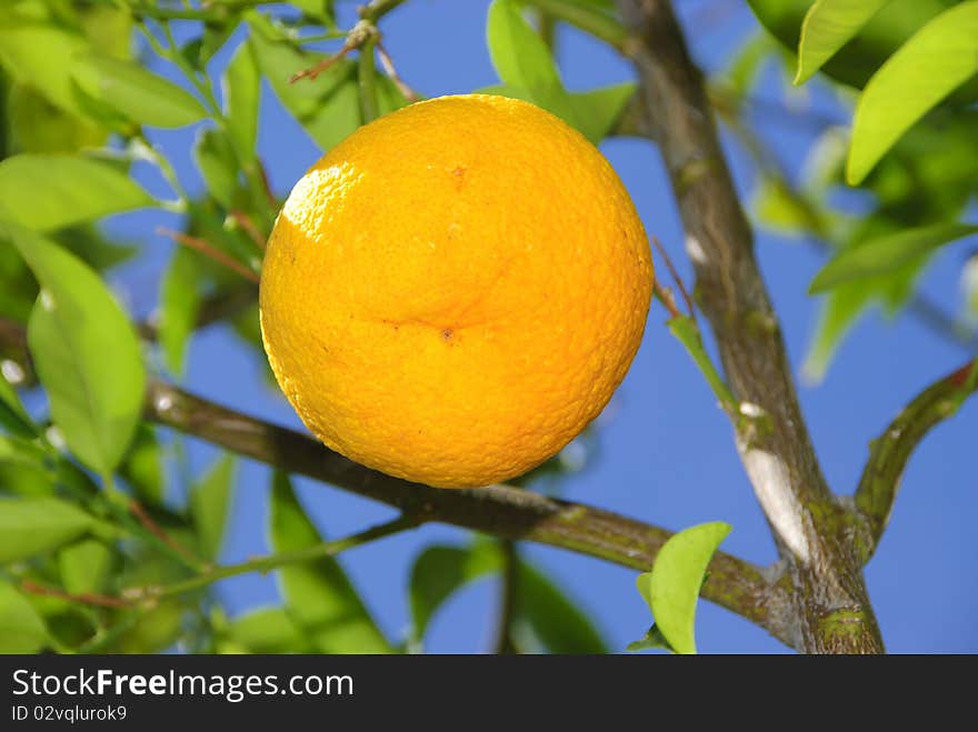 Ready orange on a tree in Arizona during summer of 2010