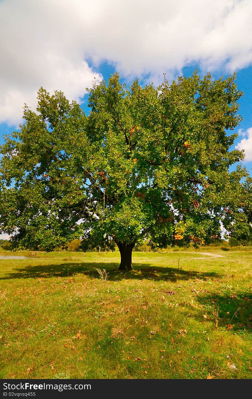 Wonderful alone large oak tree by autumn.