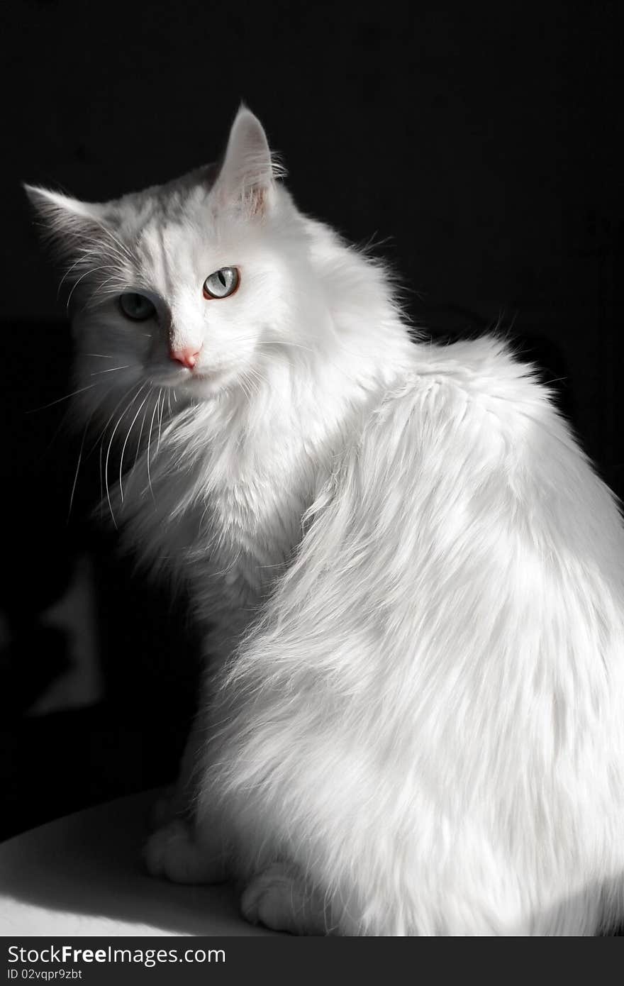 White angora cat on a dark background