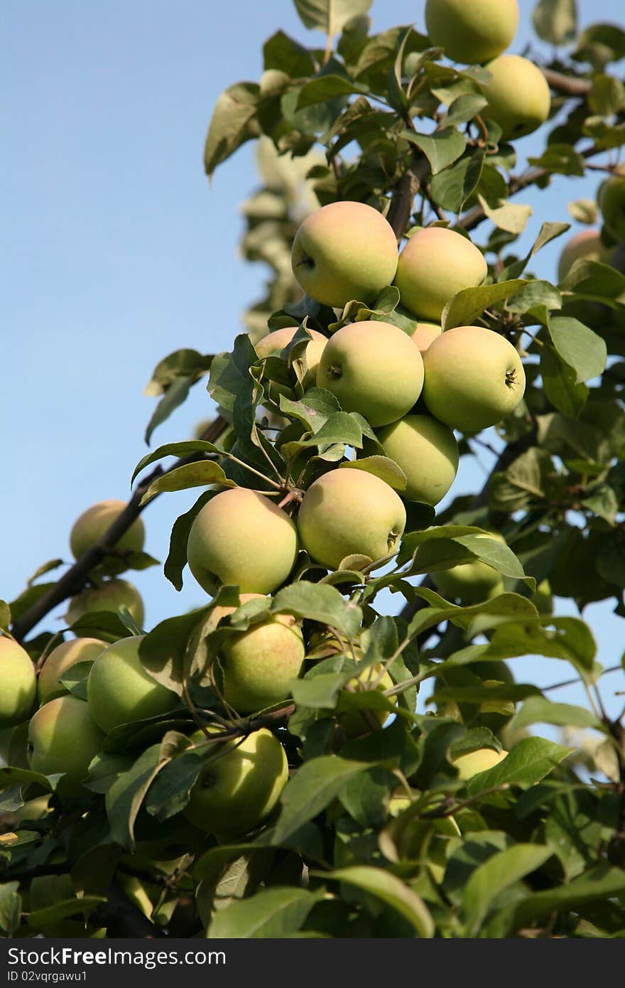 Branch of an apple-tree with ripe apples against the blue sky. Branch of an apple-tree with ripe apples against the blue sky