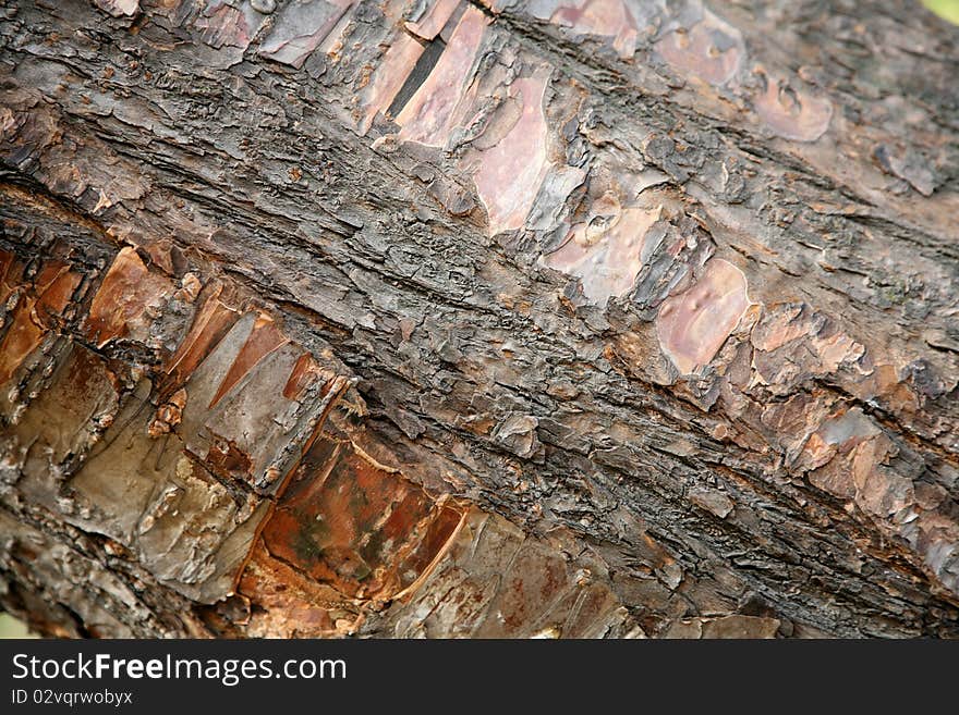 Bark tree makes an original texture