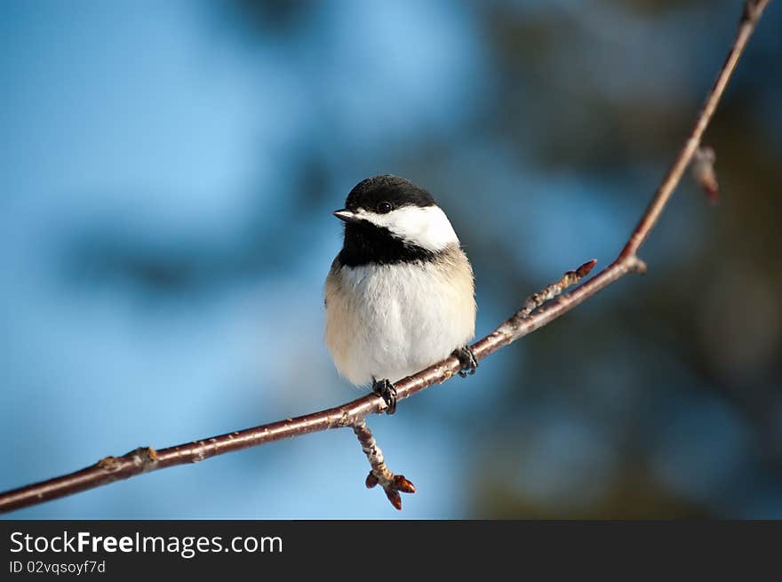 Black-Capped Chickadee Sitting on a Branch