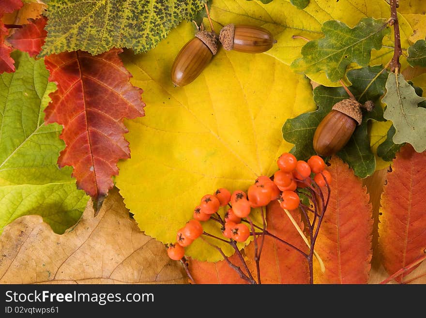 Fallen autumn leaves, composition of leaves, autumn background