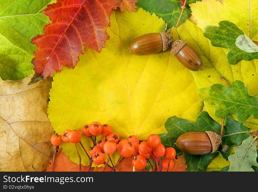 Fallen Autumn Leaves