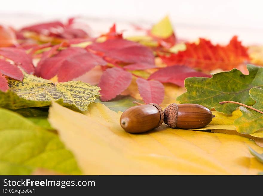 Fallen autumn leaves, composition of leaves, autumn background