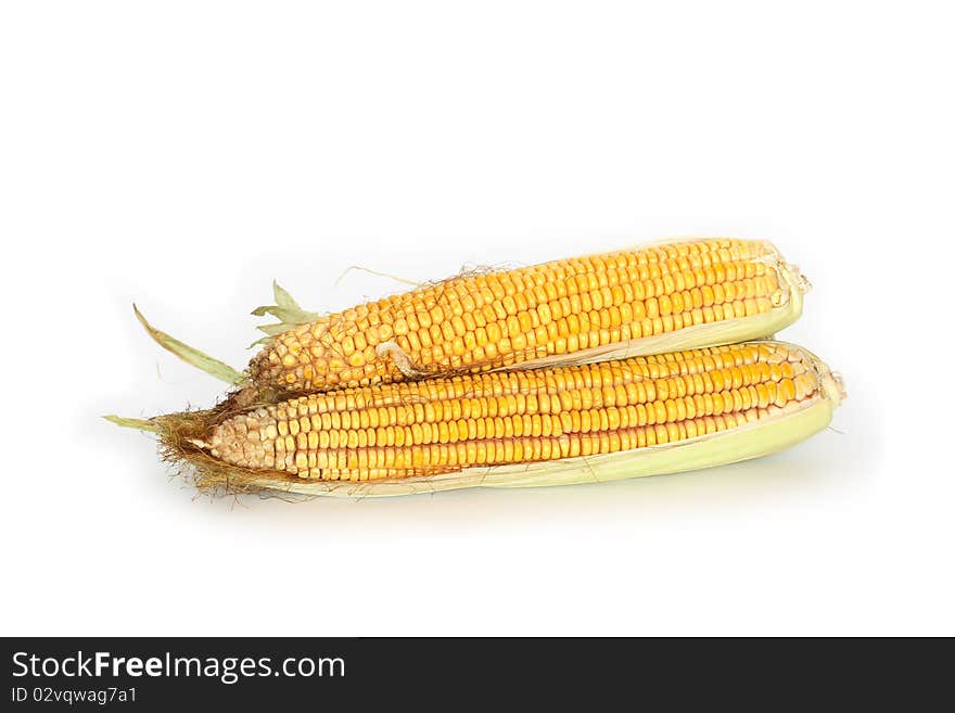 Two raw corncobes lying on white background