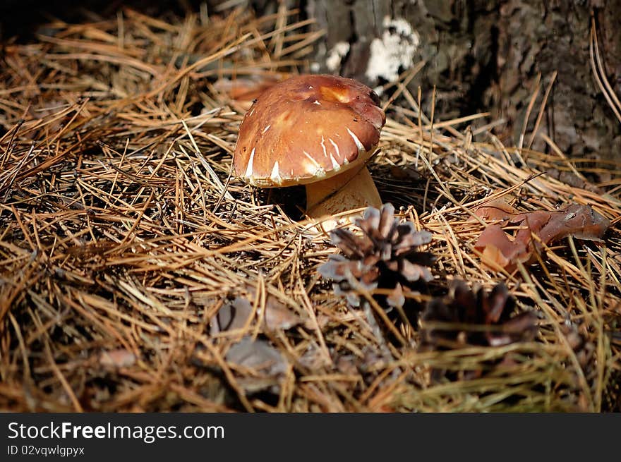 Boletus edulis