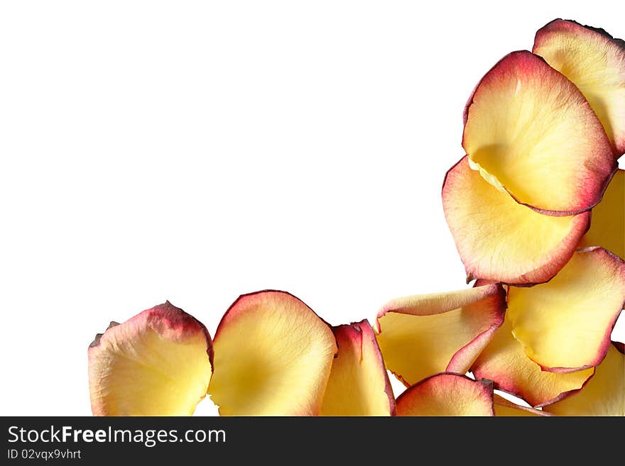 Yellow rose petals border isolated on white background with clipping path