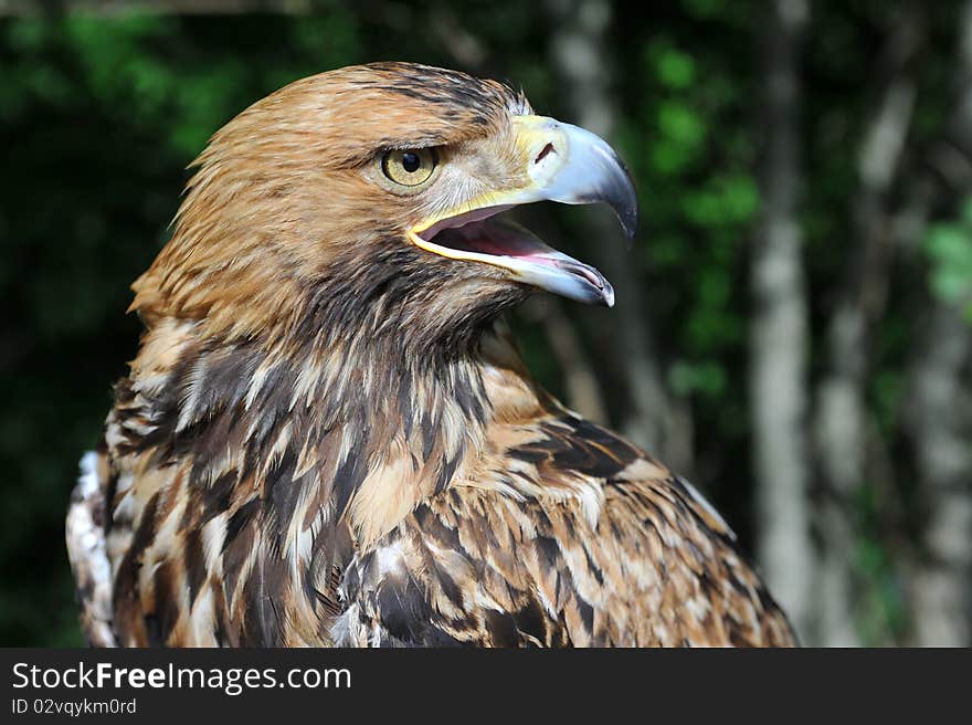 Hawk's head against green leaves. Hawk's head against green leaves