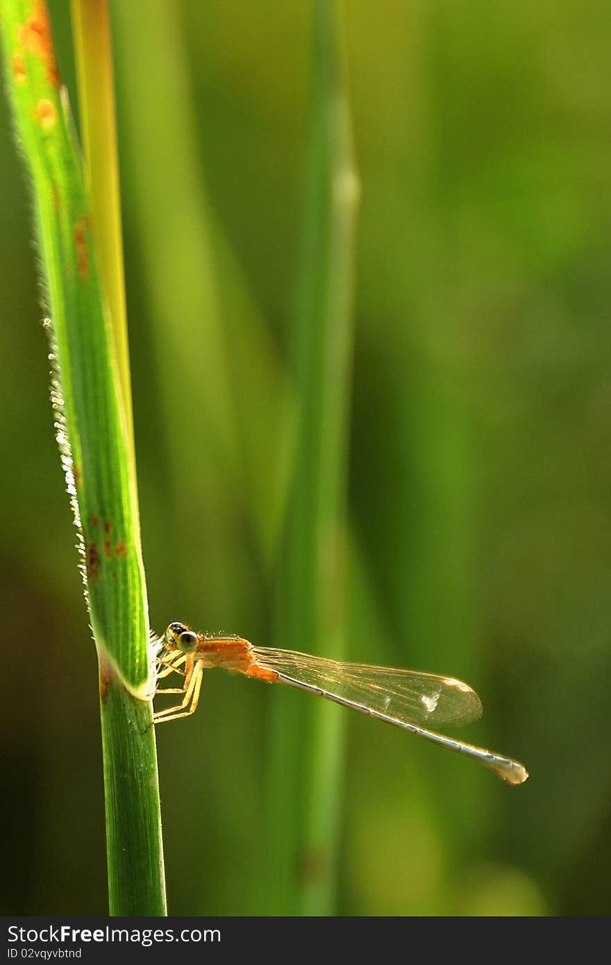 A very beautiful little dragonflies