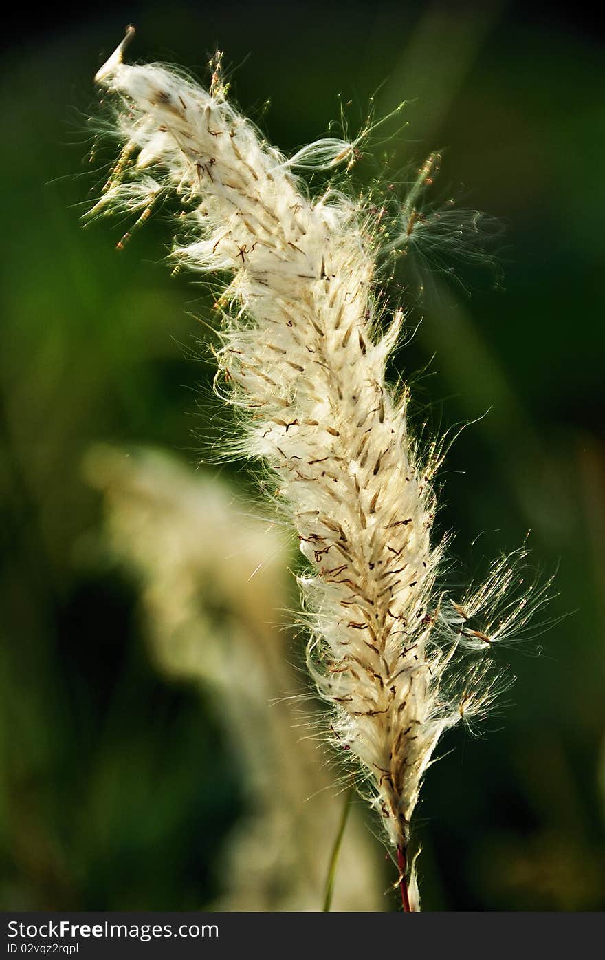 On a dark background before blossomming reed