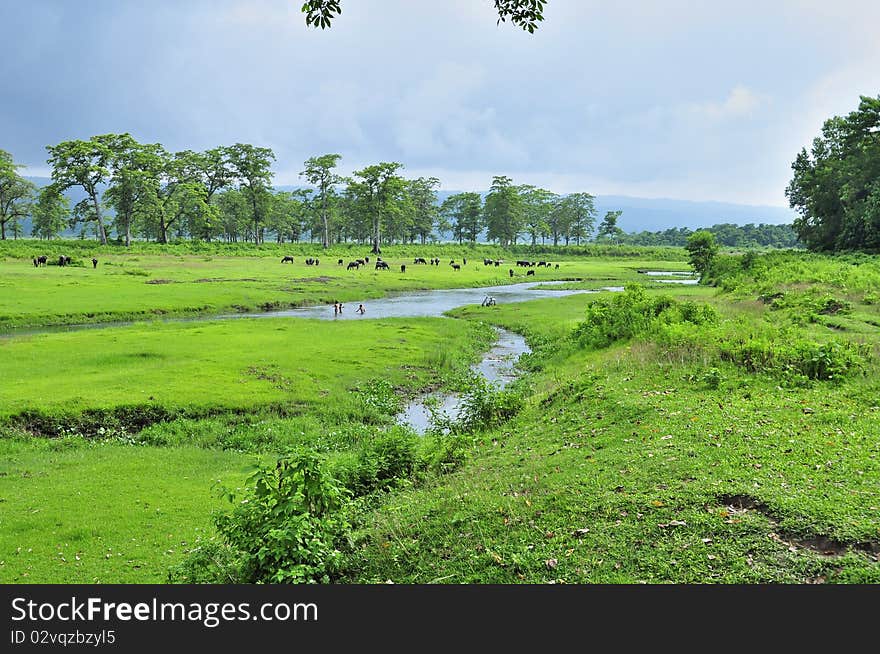 The jungle grass evening beautiful scenery