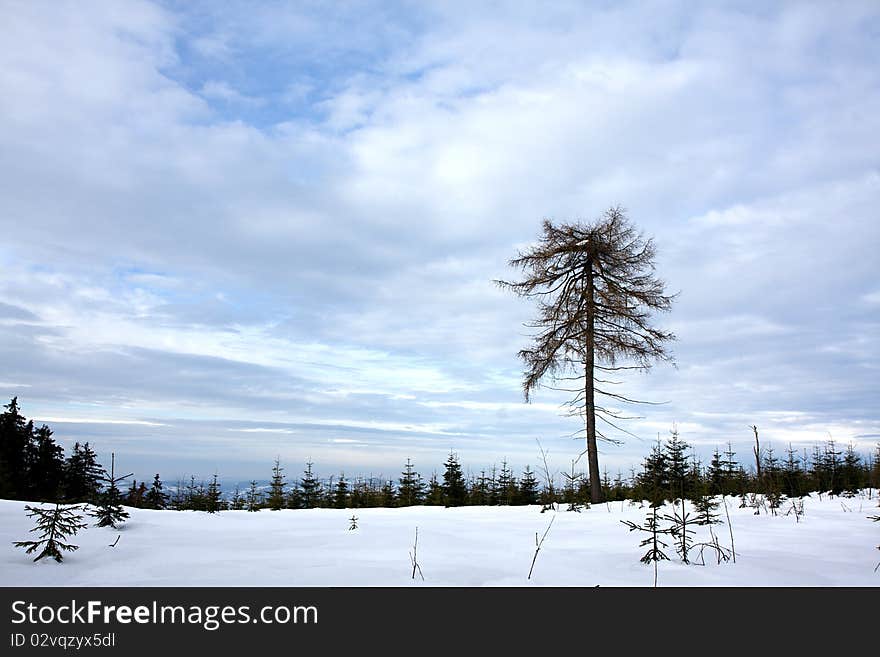 Lonely tree