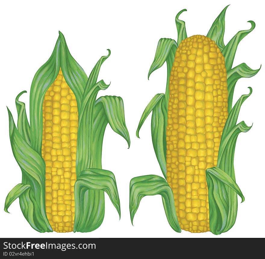 Color painted corn (an imitation of painting with gouache and colored pencil)