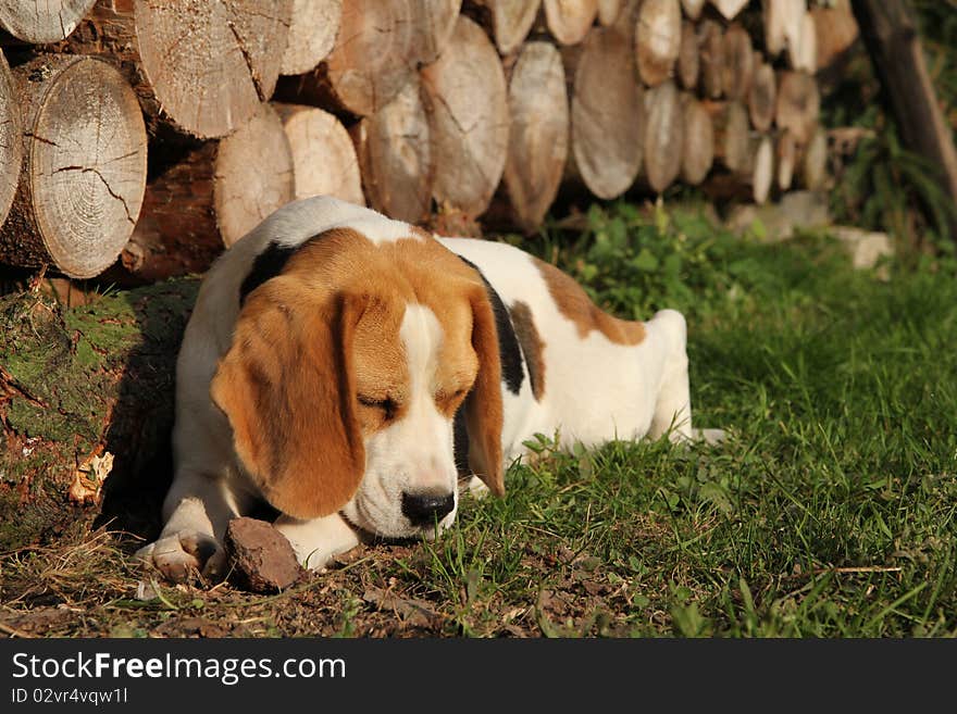 Beagle´s portrait with wood log backround. Beagle´s portrait with wood log backround