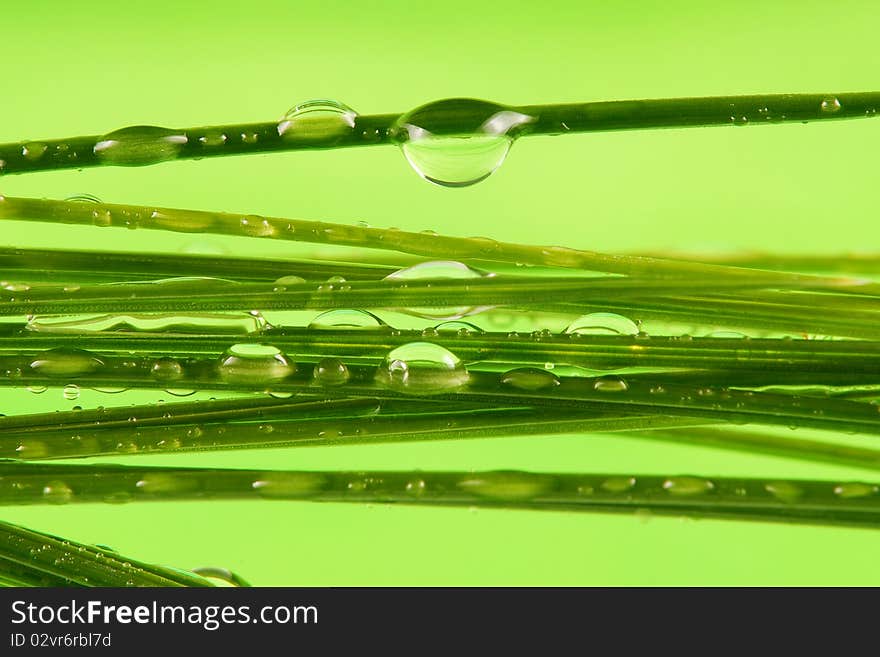 Water drops on grass macro photography