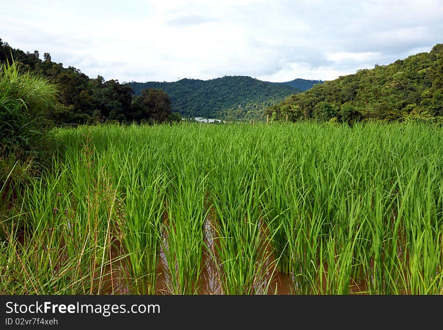 Rice field with the jungle as a background,image was taken in Thailand