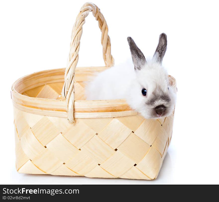 White rabbit in basket. Isolated on white background