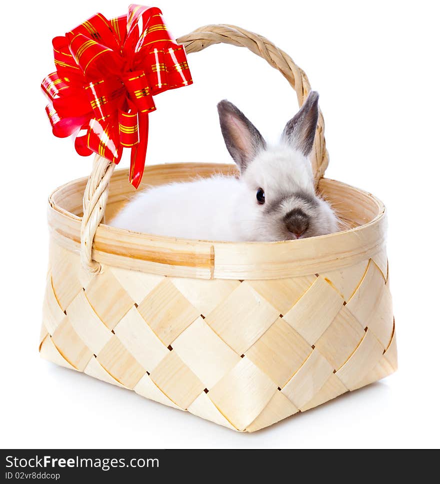 White rabbit in basket. Isolated on white background