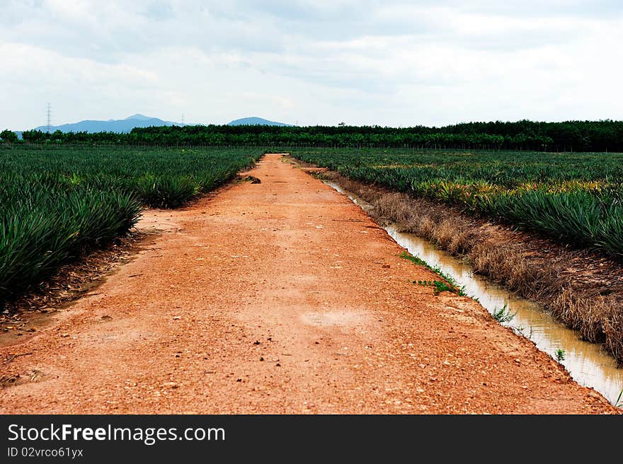 The way to the pineapple farm,Thailand