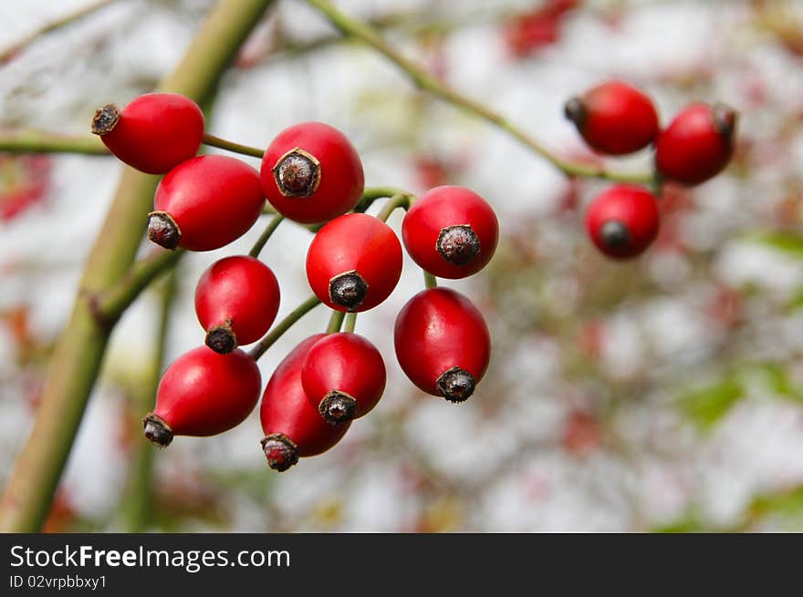 Rose hips from the bushes. Rose hips from the bushes.