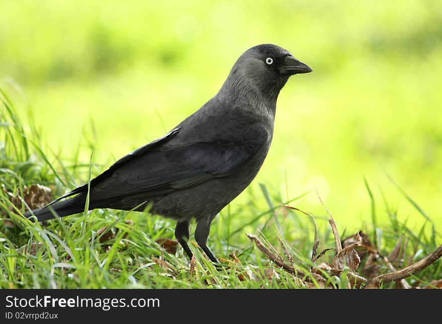 Jackdaw bird on the grass