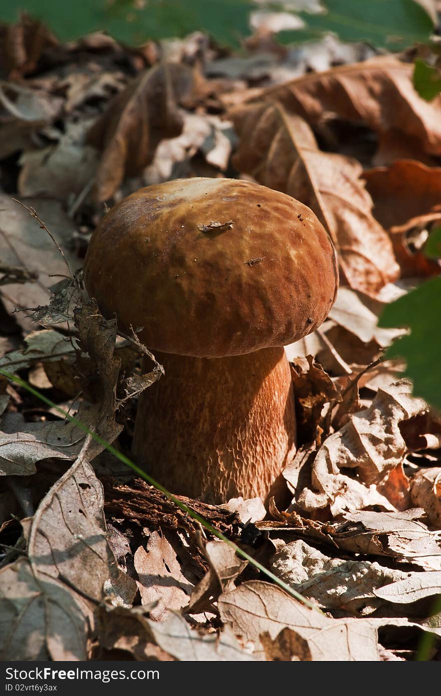 Young bolete in the leaf mould. Young bolete in the leaf mould