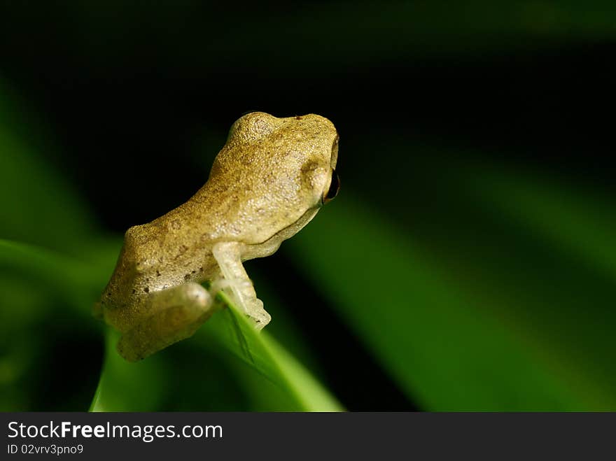 A yellowish frog stands on a fence-like leaf, hanging on it and starring at distance. It gives an impression of a curious frog trying to figure out what is the world beyond this leaf(obstacle). A yellowish frog stands on a fence-like leaf, hanging on it and starring at distance. It gives an impression of a curious frog trying to figure out what is the world beyond this leaf(obstacle).