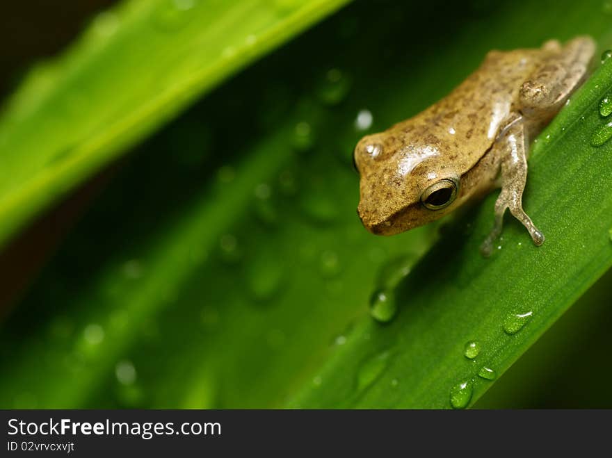 Thoughtful frog stands on a leaf