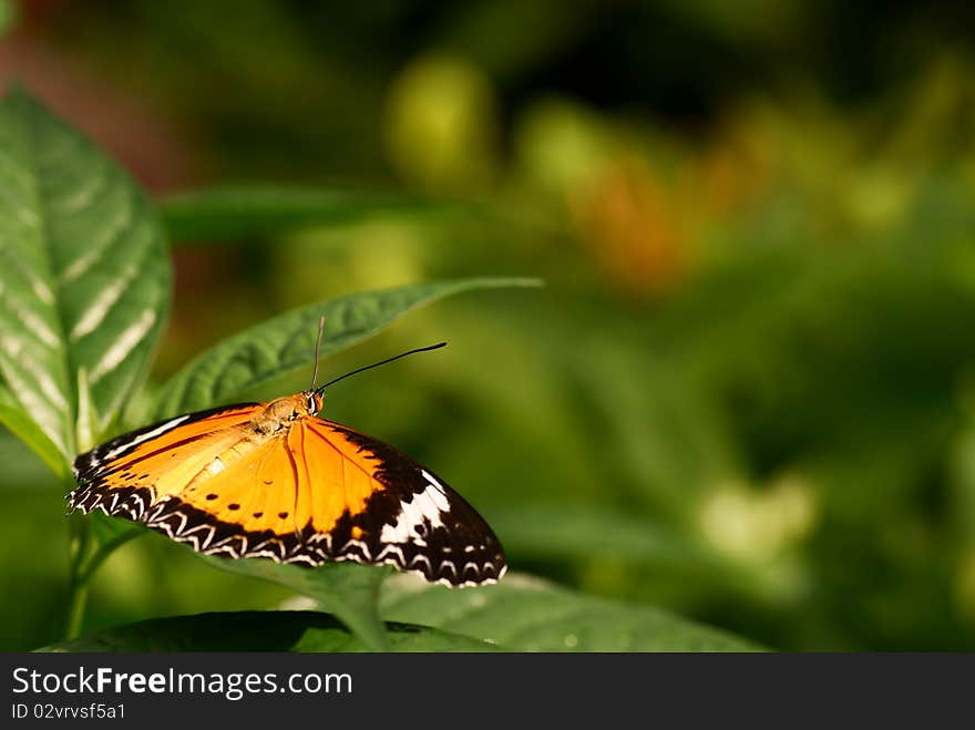 Butterfly resting on a leaf