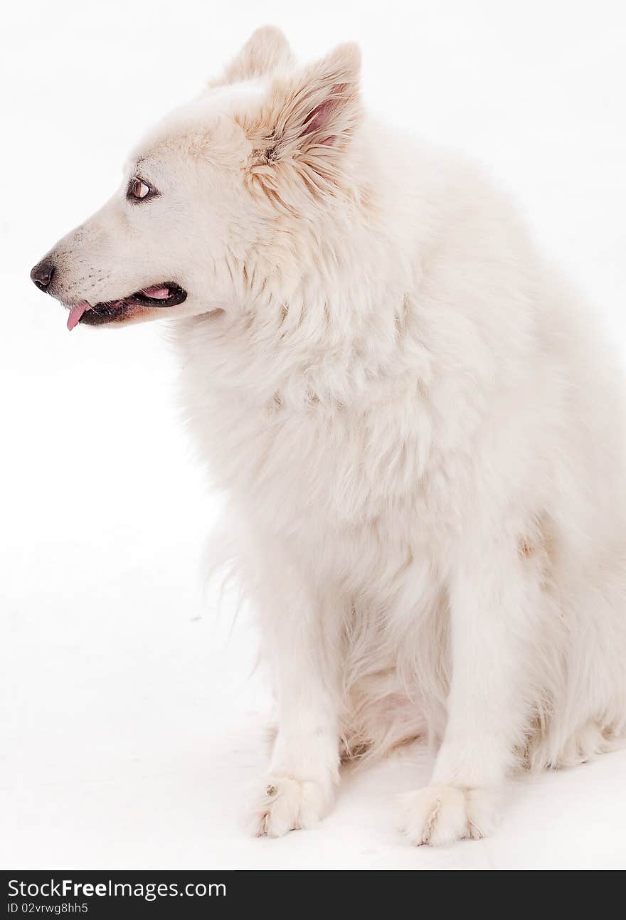 Beautiful dog sitting on the floor