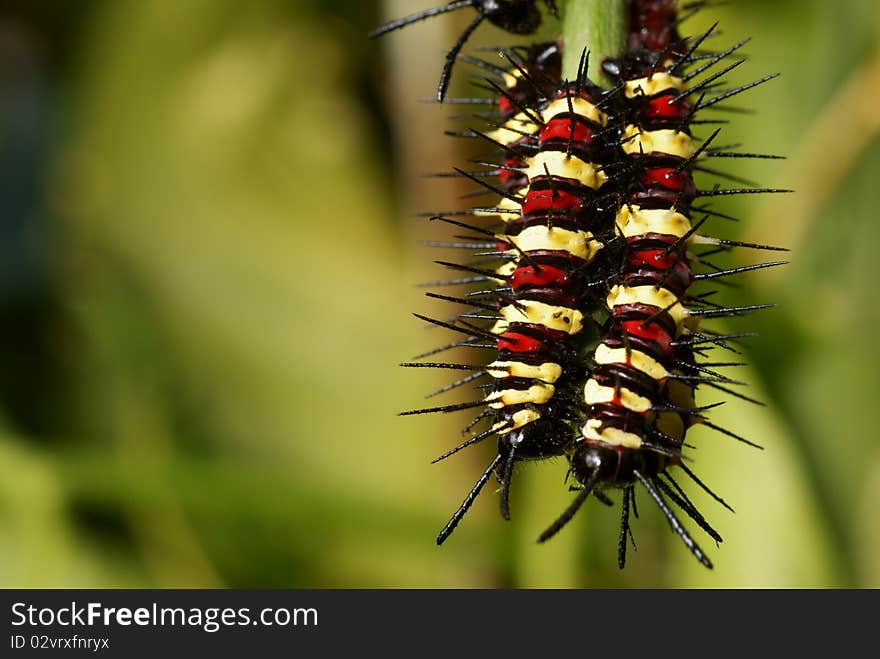 Caterpillars hanging on stick