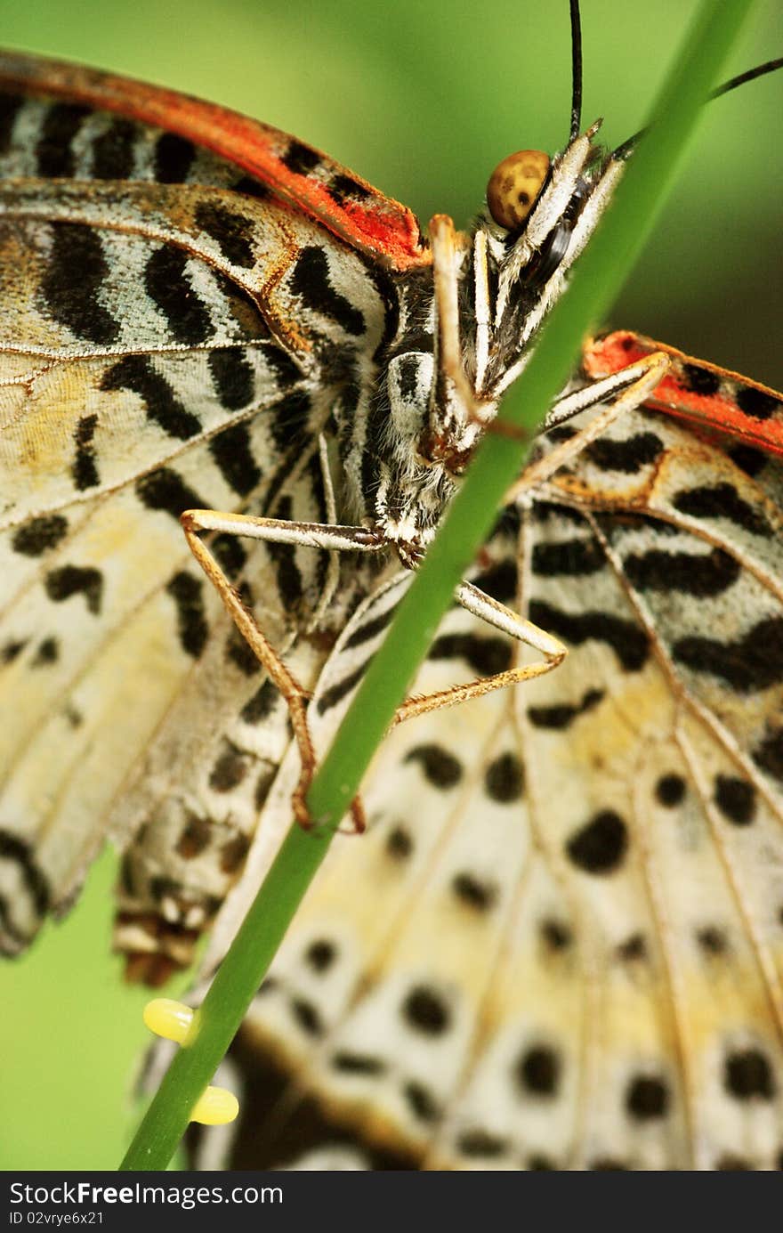 Butterfly Hanging On A Stick