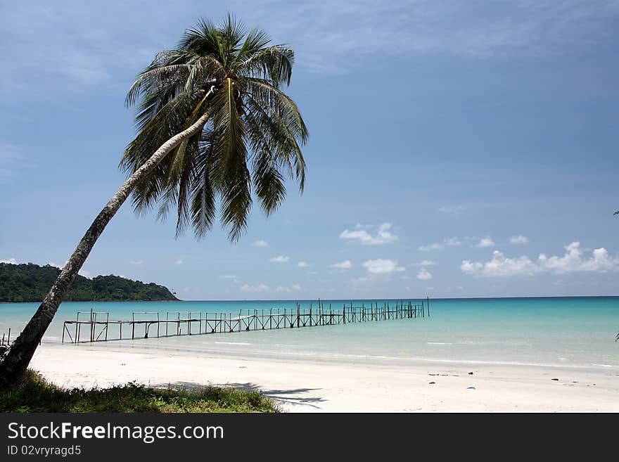 The coconut tree it's on the beach.