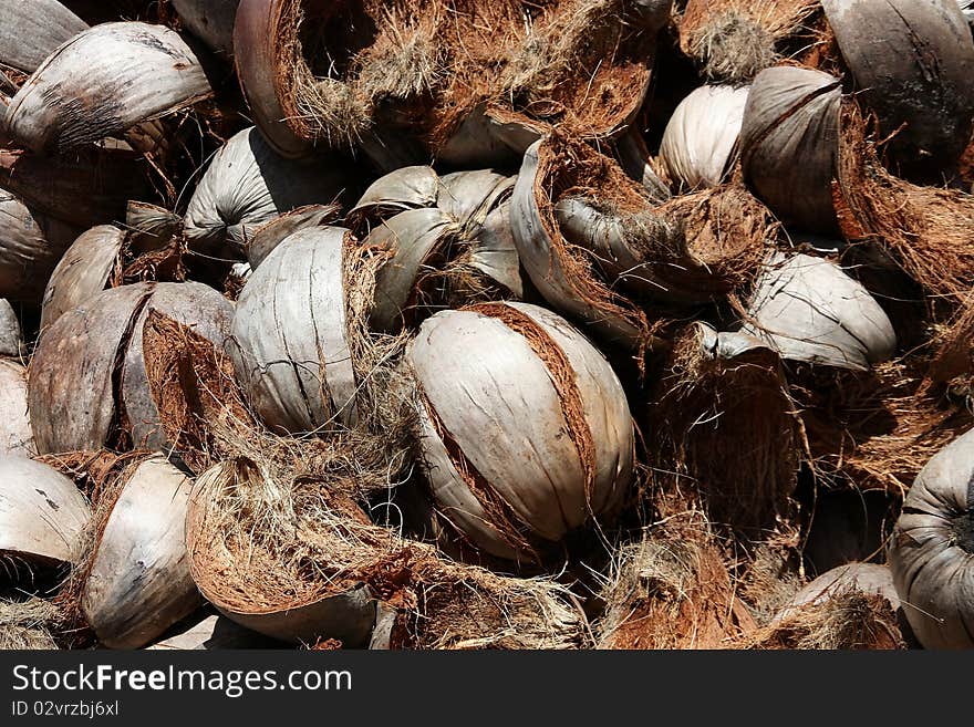 The shell coconut in the garden.