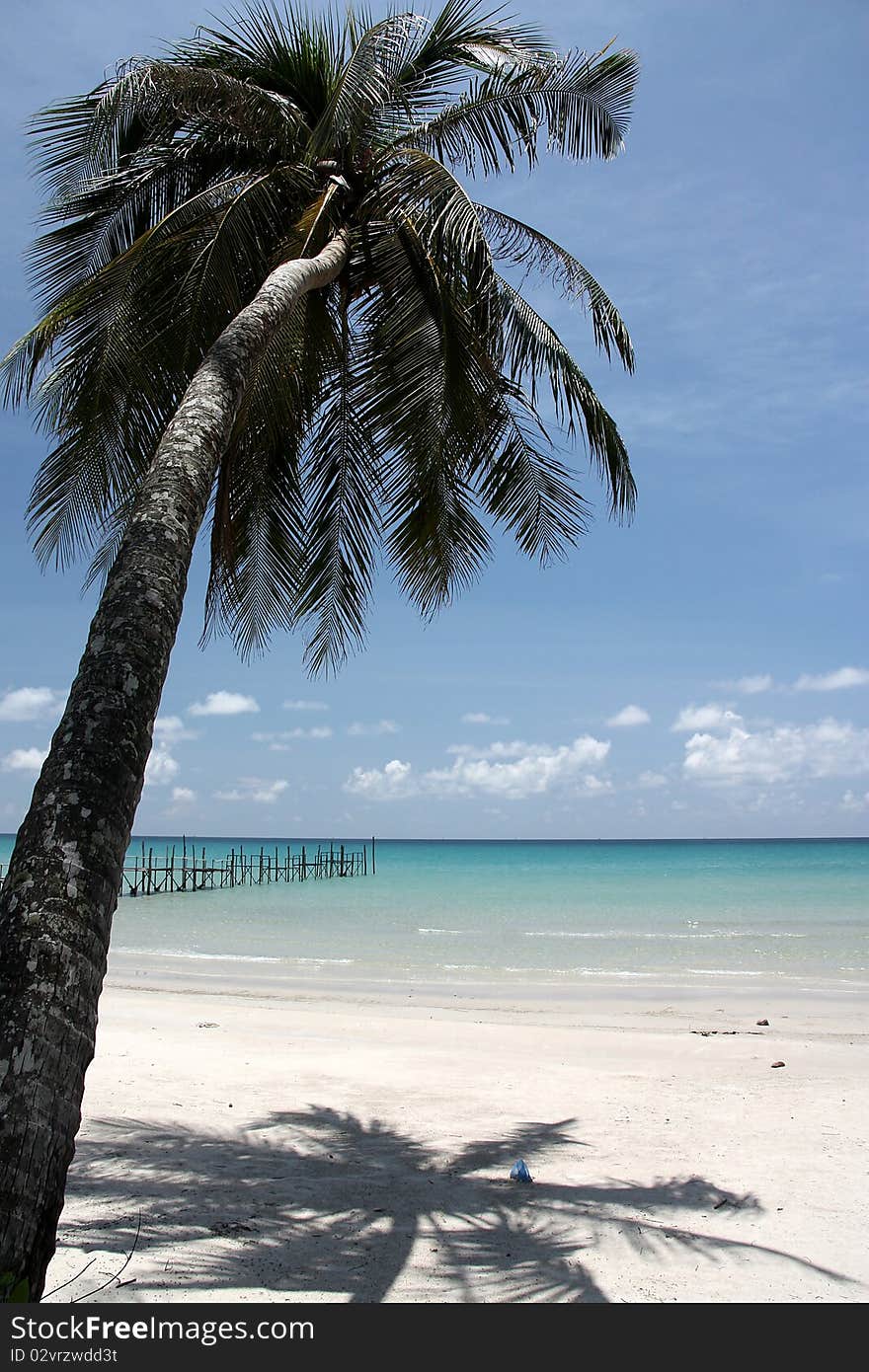 The coconut tree it's on the beach.