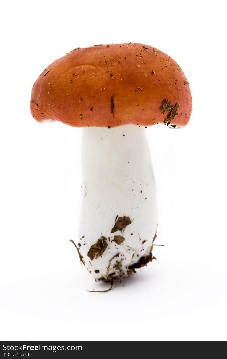 Single red toadstool over white