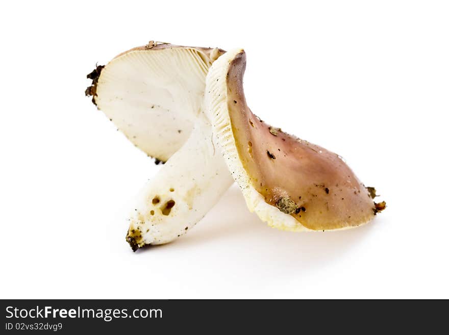 Single brown toadstool over white