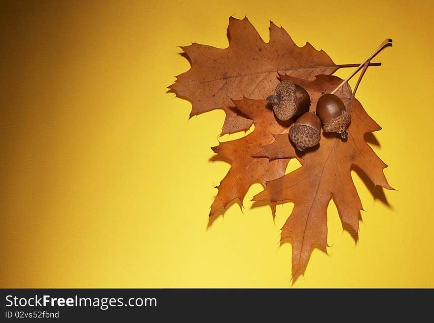 Acorns with leaf on yellow background. Hard light