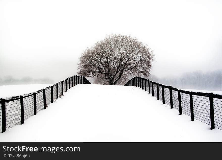 Snowy morning