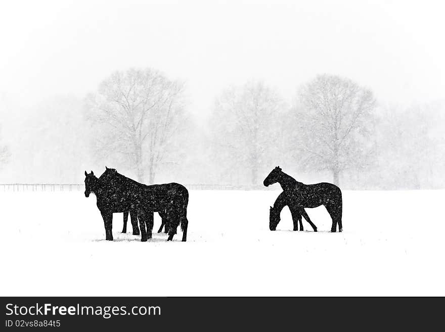 Snowy morning