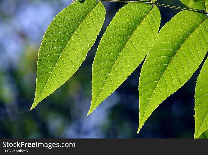 Green leaves in city park in the spring afternoon