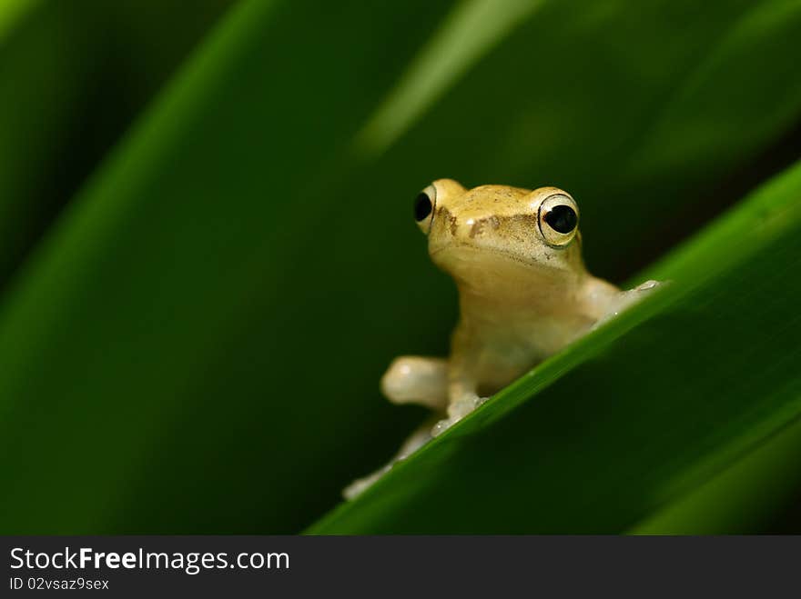 Yellowish frog stares at distance