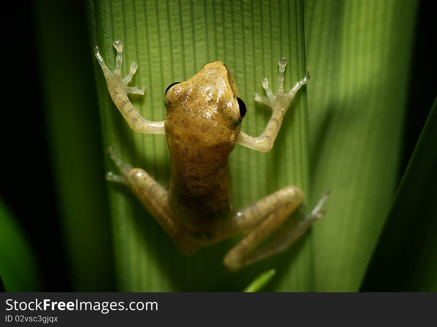 Frog hanging on the leaf.