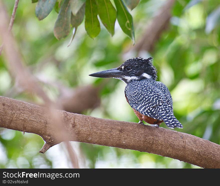 A rare Giant Kingfisher perches on a branch from where he may spot his prey from the near-by river. A rare Giant Kingfisher perches on a branch from where he may spot his prey from the near-by river.