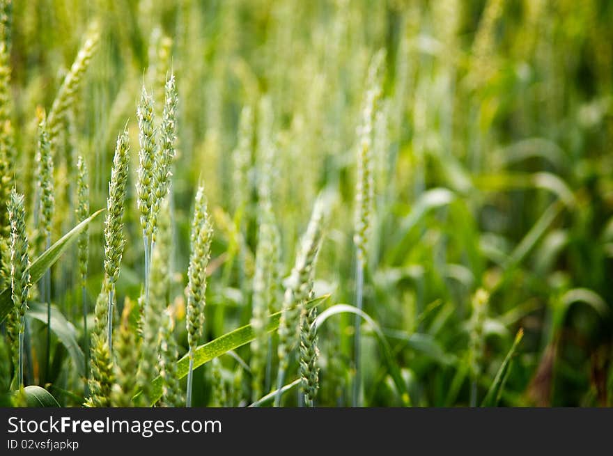 Young triticale macro