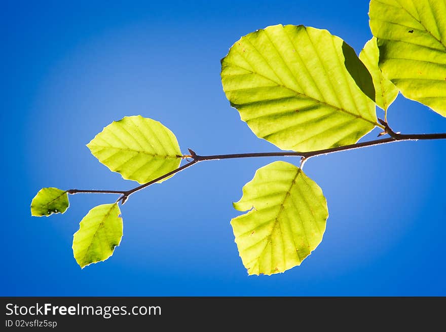 Green leaves on the blue background. Photo made in sunny day